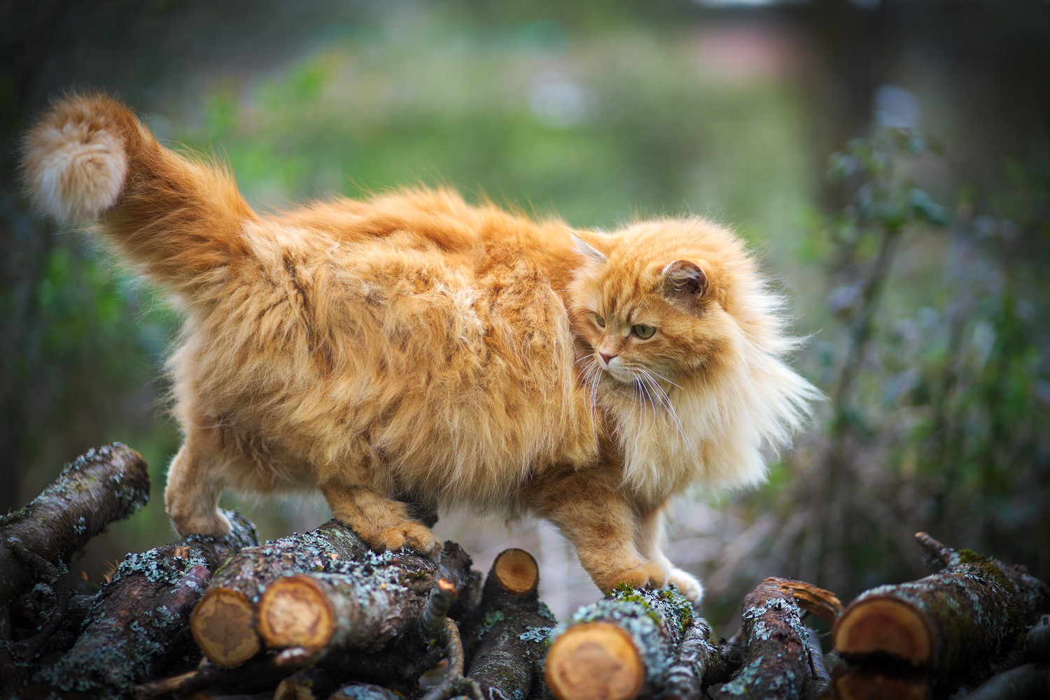 Papate sur les Rondins