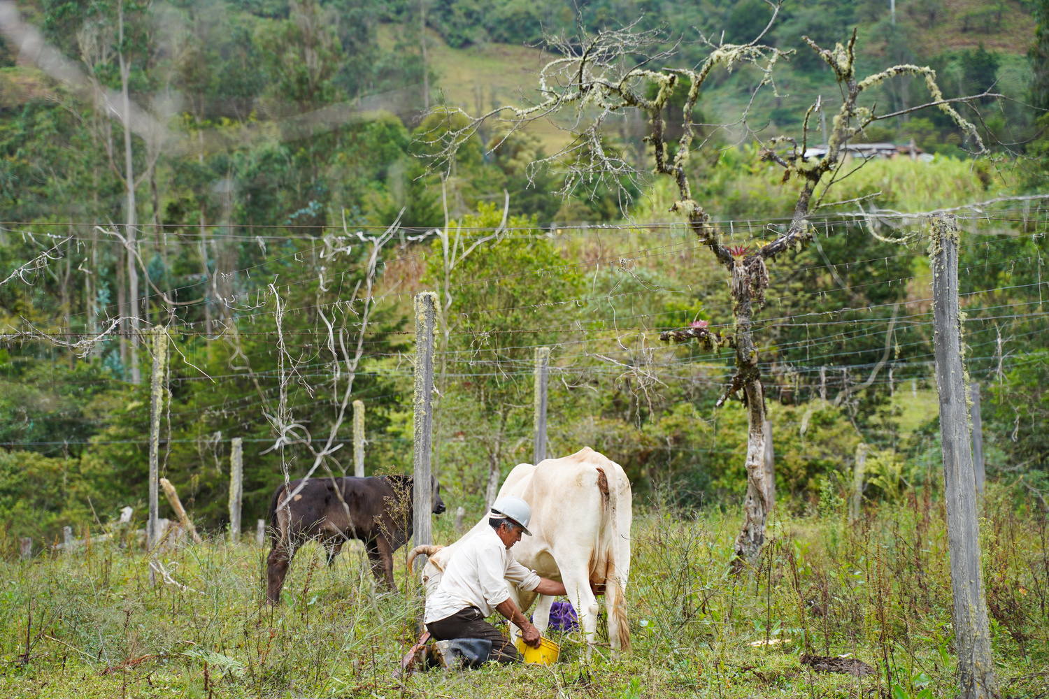 La Vache