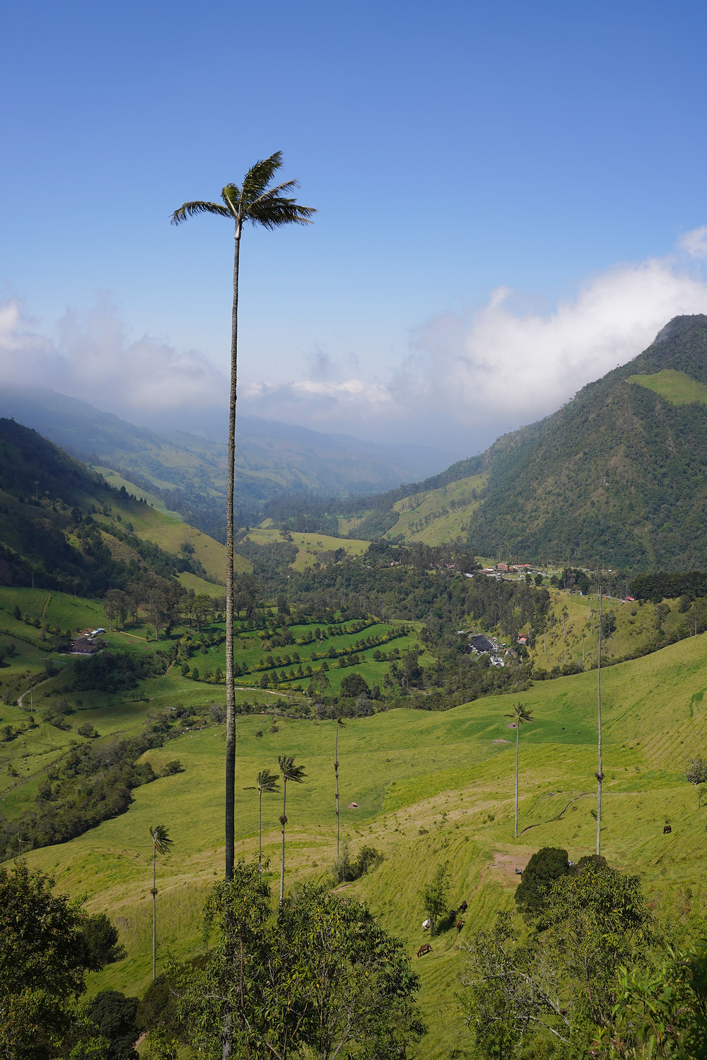 Les Géants de Cocora
