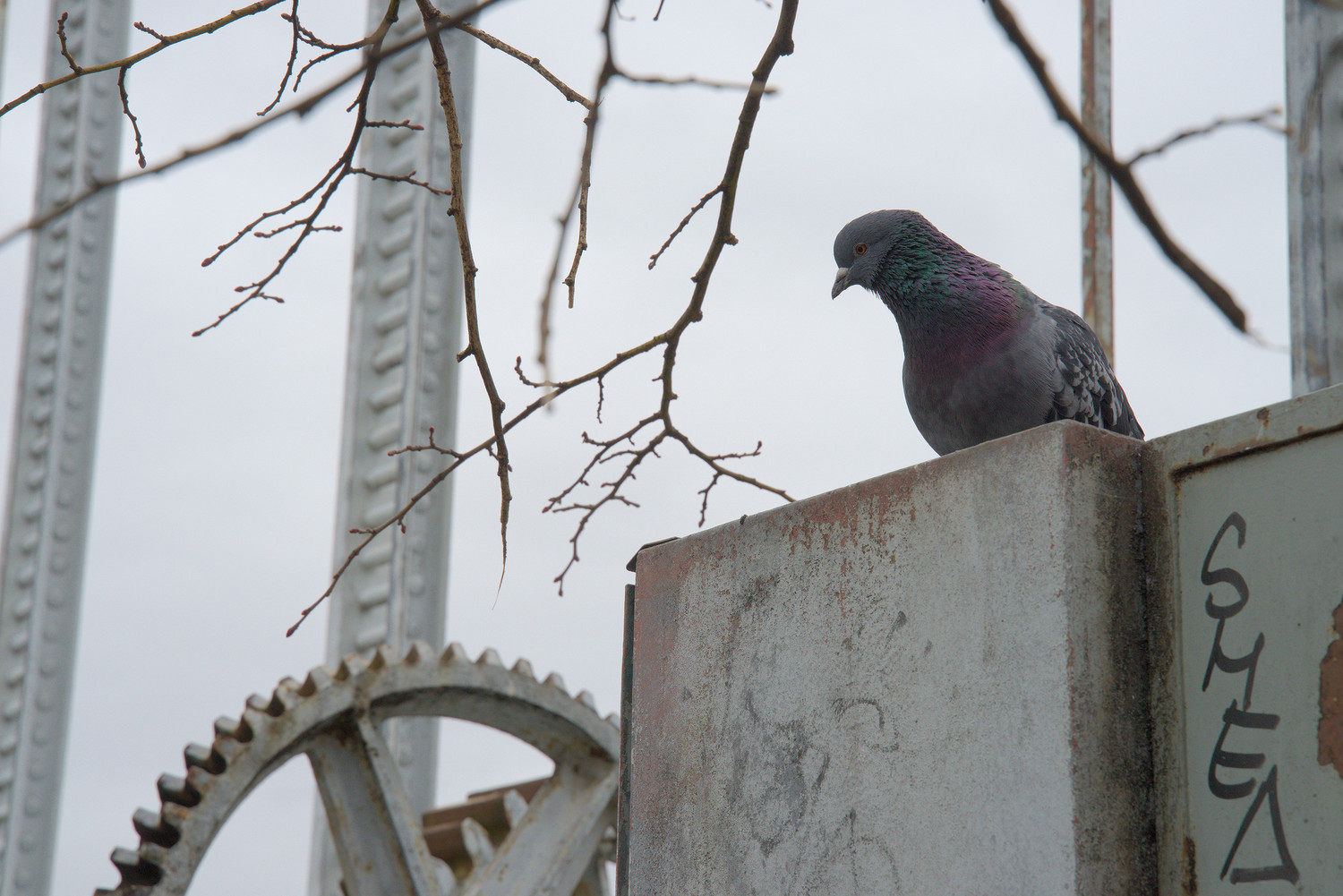 Pigeon
