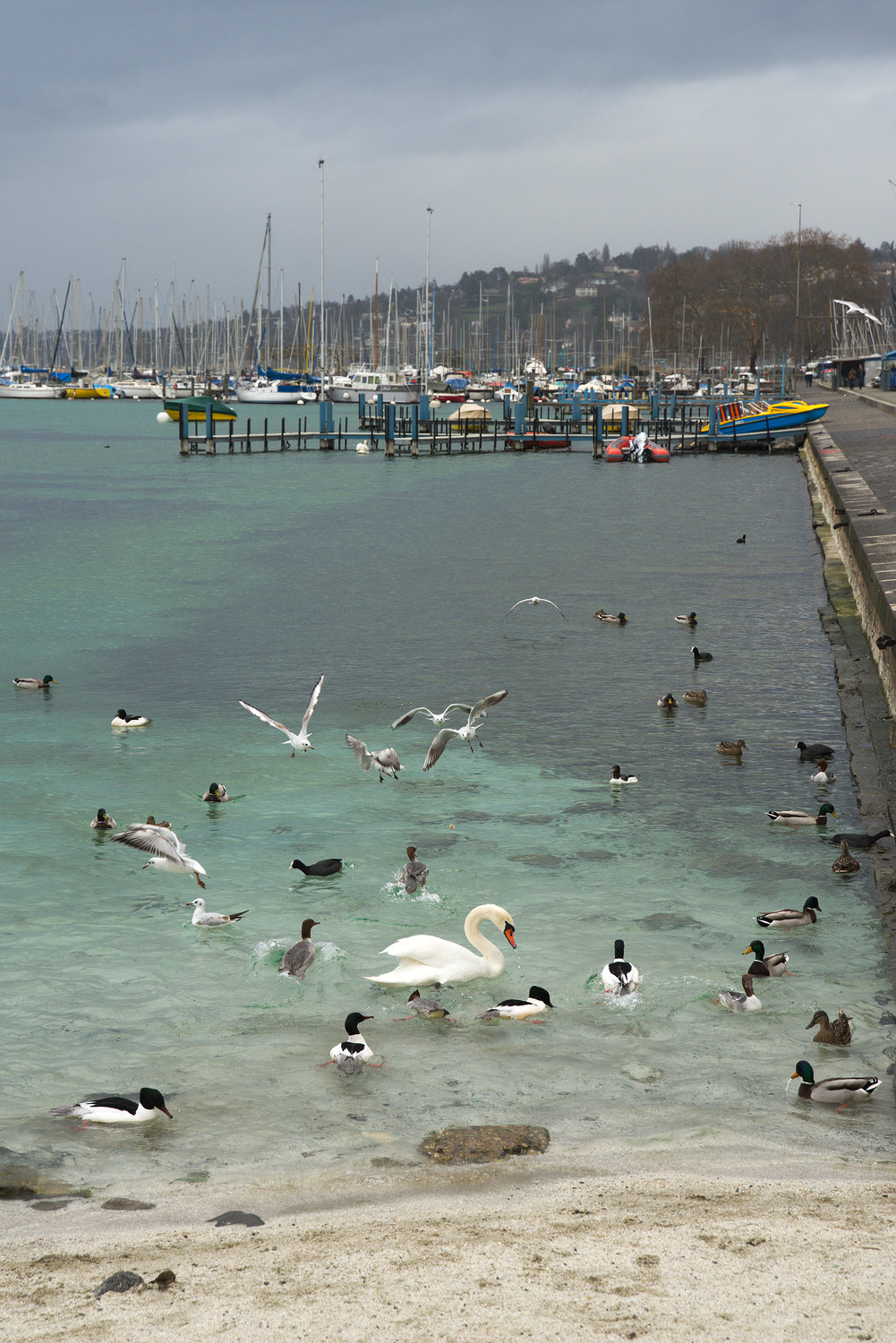 Oiseaux