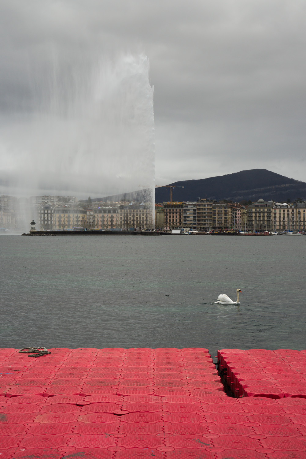 Cygne et Jet d'Eau